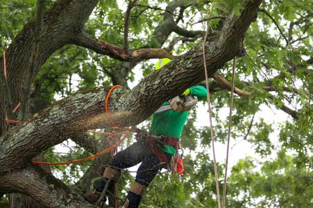 Best Lawn Pest Prevention  in Taft, TX