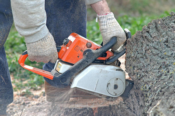 Best Commercial Tree Services  in Taft, TX