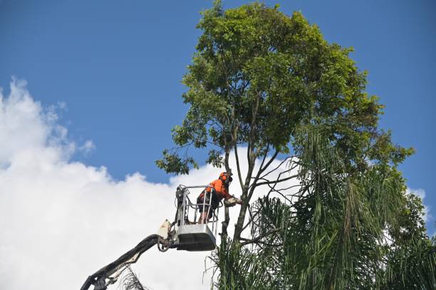 Best Tree Trimming and Pruning  in Taft, TX