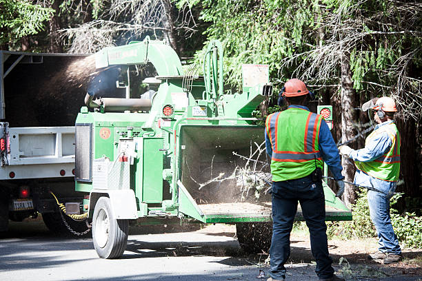 Best Tree Preservation Services  in Taft, TX